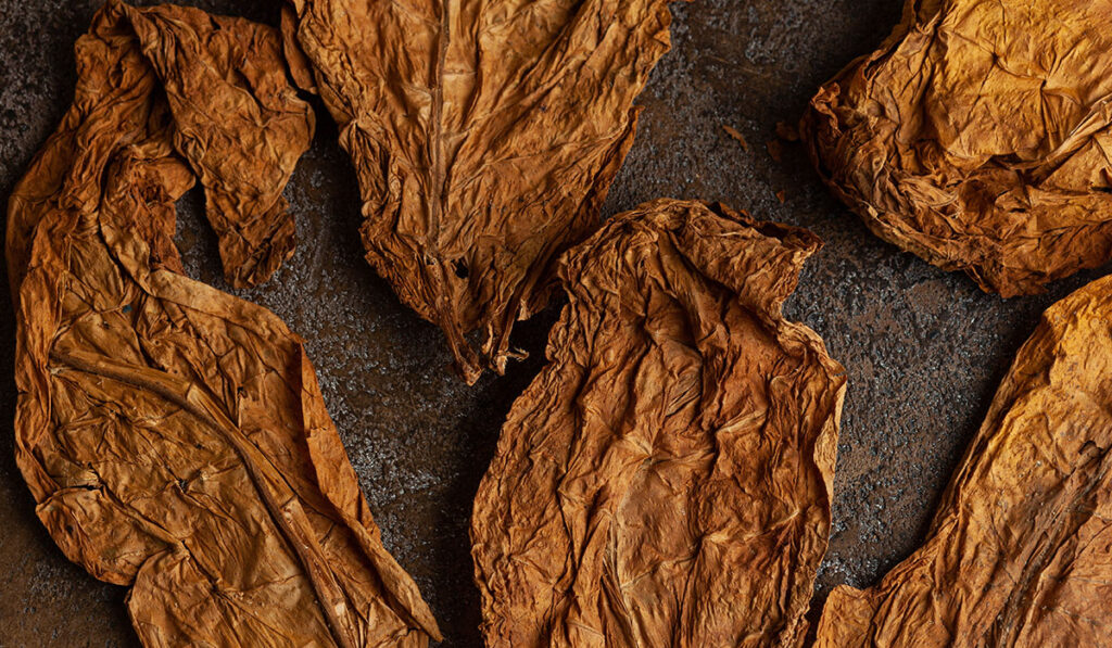 Tobacco Leaf Dried