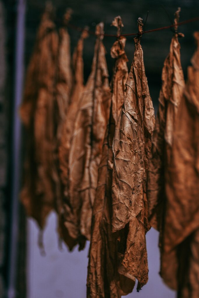 Tobacco Leaf Dried