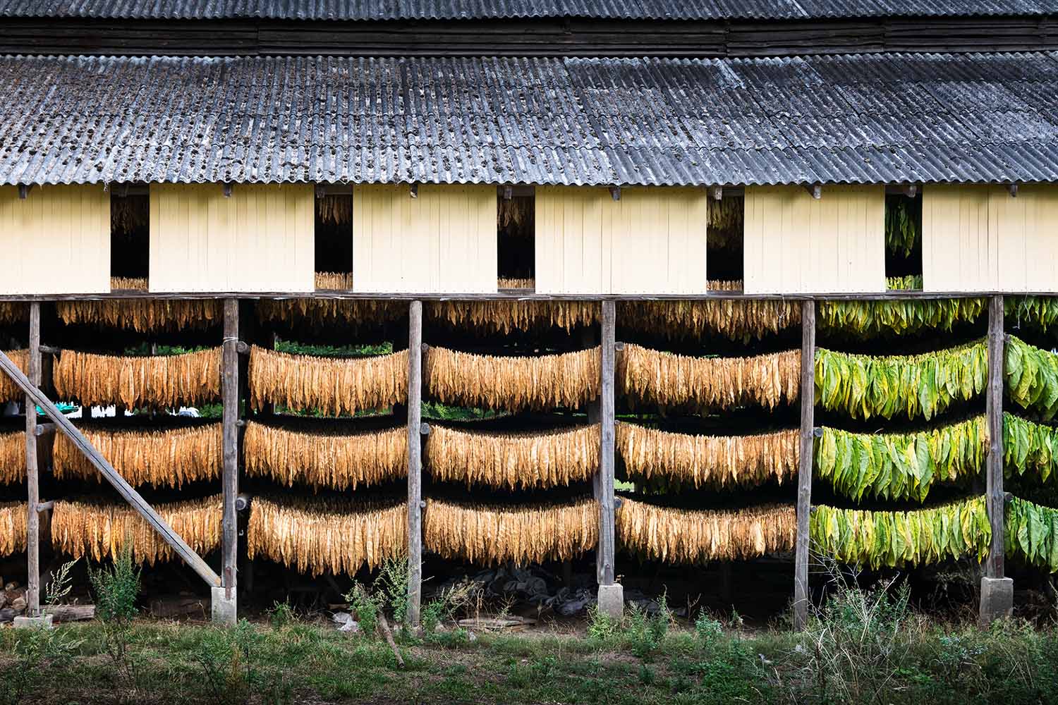 Brown and green tobacco leaves drying in the shed